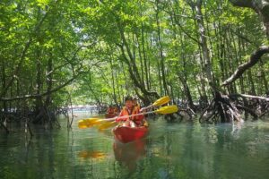 5 Hours Kilim Mangrove Kayaking Sharing Tour (With Hotel Pickup) - 9:00 am Pickup and a Smooth Start-to-Finish Flow