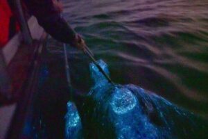 Amazing Fireflies With Blue Tears Watching & Kuala Selangor Tour - Getting There in Comfort: Pickup, Van Time, and What to Expect