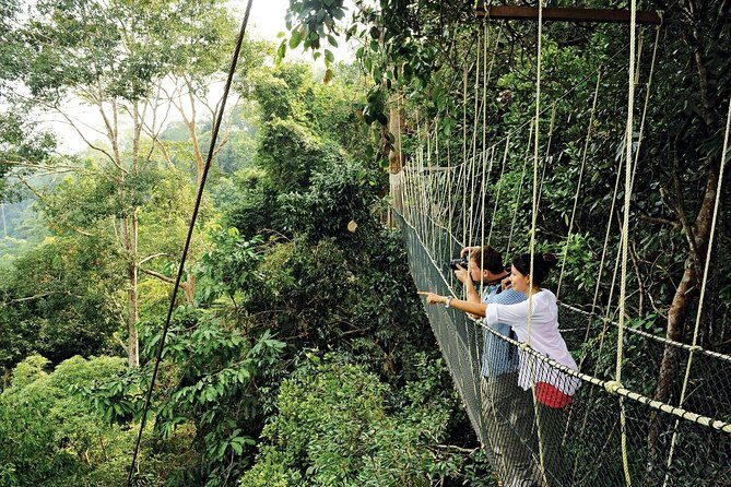 Amazing Taman Negara Day Trip from Kuala Lumpur Including Lunch - The Canopy Walkway: Big Views and a Wildlife Soundtrack