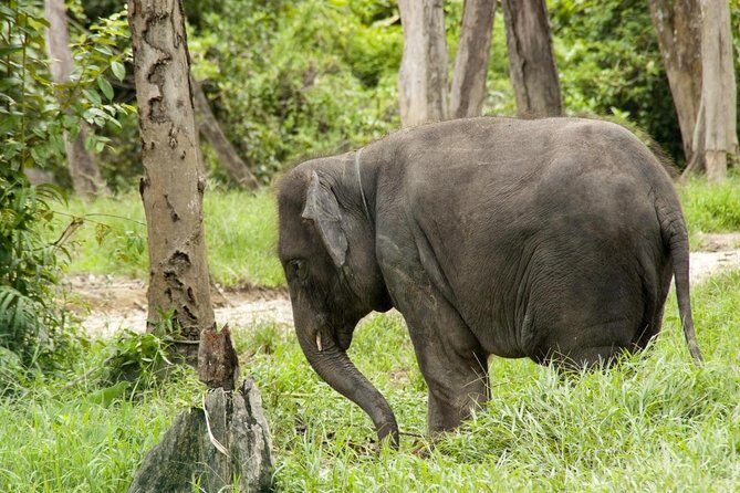 Batu Caves & Kuala Gandah Elephant Sanctuary Full-Day Tour - Key Highlights Worth Your Attention