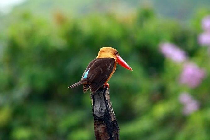 Birdwatching Tour in Langkawi - Route overview: ponds, rainforest, and that uphill birding rhythm
