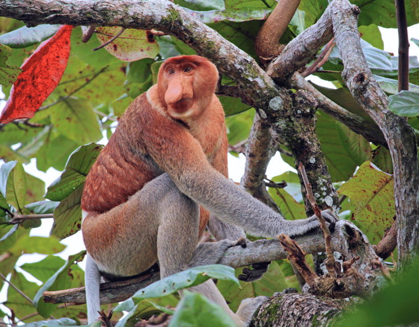 Bongawan River Cruise: Proboscis Monkey & Fireflies Mangrove - Fireflies at night: the moment the whole boat turns quiet