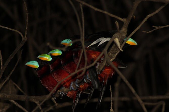 Borneo Wildlife Tour 3 Days 2 Nights At Tanjung Bulat Jungle Camp Kinabatangan - Wildlife watching that actually follows animal rhythms