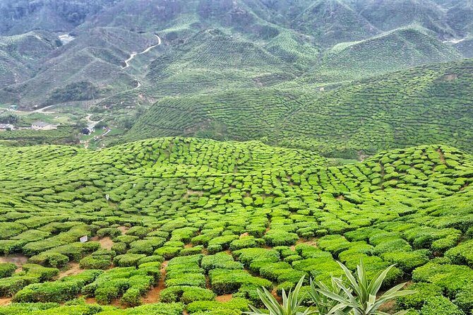 Cameron Highland Full Day Tour from KL City (Private) - Vegetable Farms and the Highlands Market: Buy What’s Fresh