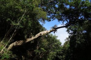 Day Tour Aborigine Village @ Rainforest Taman Negara + Batu Caves - Boat Through Rapids and the Aborigine Village Experience