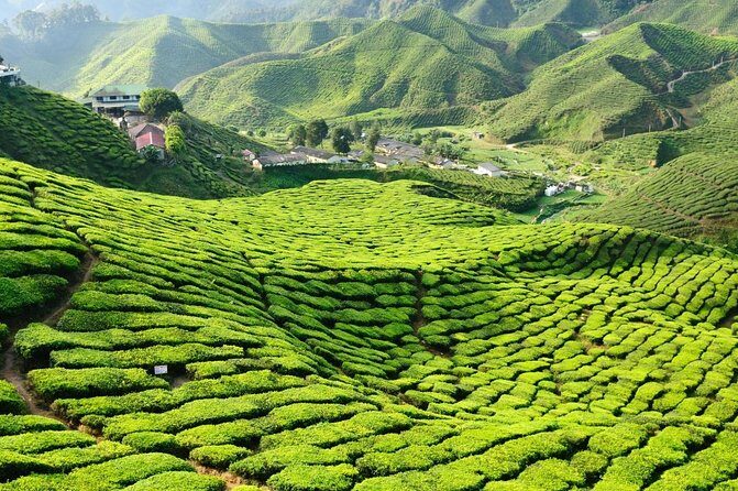 Day Trip to Cameron Highlands: Nature Escape from Kuala Lumpur - Key things to know before you go