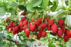 Day Trip to Cameron Highlands: Nature Escape from Kuala Lumpur - Price and Logistics: what you’re really paying for