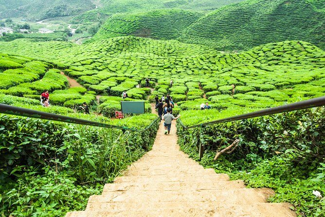 Day Trip to Cameron Highlands: Nature Escape from Kuala Lumpur - Bee farms, butterfly gardens, and quick agriculture stops