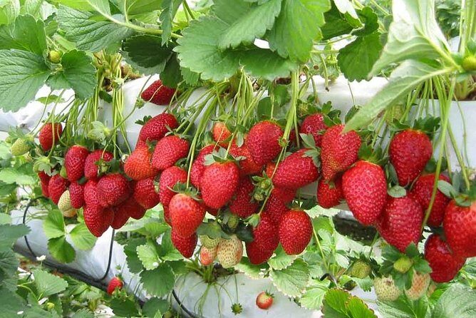 Day Trip to Cameron Highlands: Nature Escape from Kuala Lumpur - Price and Logistics: what you’re really paying for
