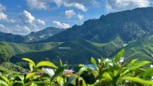 From Kuala Lumpur: Cameron Highlands Day Tour with Lunch - Morning Pickup in KL: Easy In, Shared Out