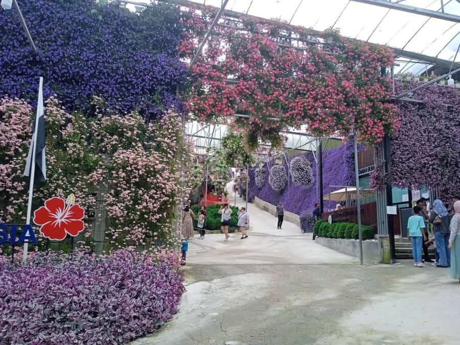 From Kuala Lumpur: Cameron Highlands Private or Join In Tour - Hotel pickup zones, timing, and private vs join-in choice