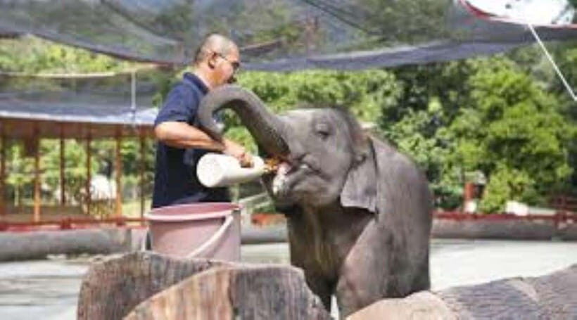 From Kuala Lumpur: Elephant Sanctuary Guided Tour - Pickup, Van Time, and How the Day Flows