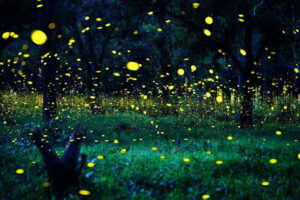 From Kuala Lumpur: Fireflies Tour and Seafood Dinner - Getting There From Kuala Lumpur: Private Car, Real Timing