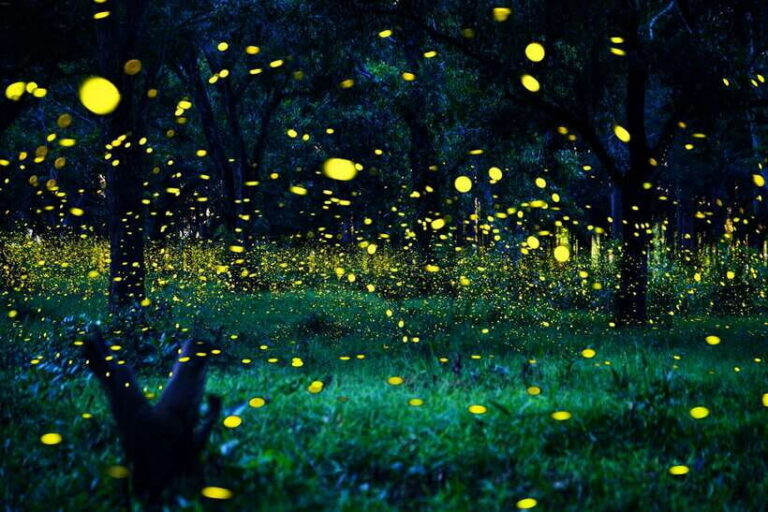 From Kuala Lumpur: Fireflies Tour and Seafood Dinner - Getting There From Kuala Lumpur: Private Car, Real Timing