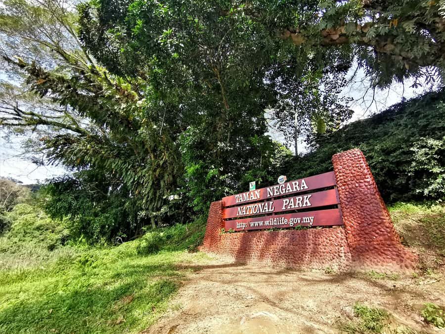From Kuala Lumpur: Full Day Tour to Taman Negara - The guided jungle trek: what you’re meant to notice