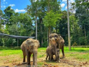 From Kuala Lumpur: Kuala Gandah Elephant Sanctuary Day Trip - Deerland Park Lanchang: Deer, Rabbits, and Peacock Encounters