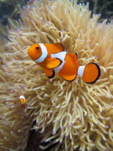 Full-Day Guided Snorkeling Tour from Kota Kinabalu - Tunku Abdul Rahman Marine Park and the Coral Triangle: why the water is the point