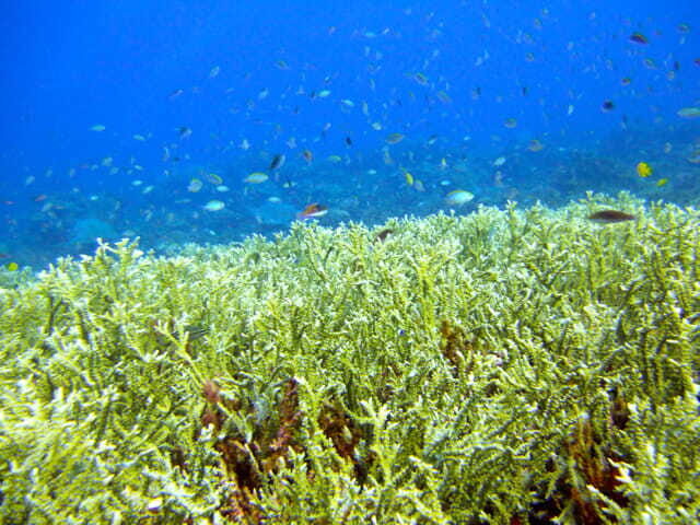 Full-Day Guided Snorkeling Tour from Kota Kinabalu - Two guided reef swims: how the day unfolds in practice