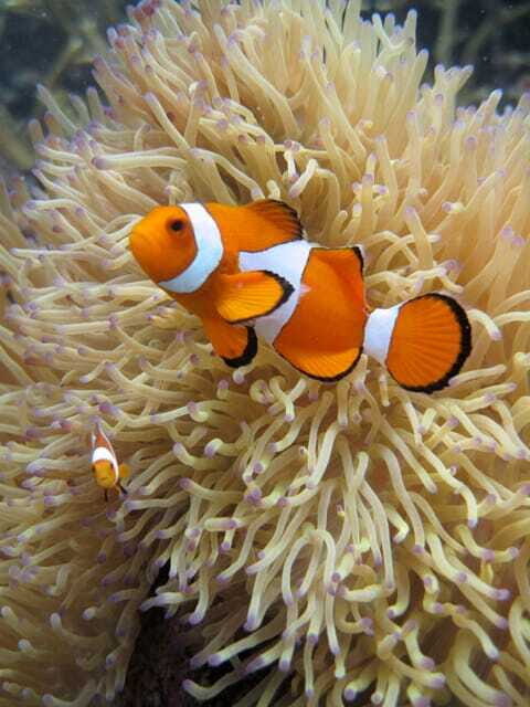 Full-Day Guided Snorkeling Tour from Kota Kinabalu - Tunku Abdul Rahman Marine Park and the Coral Triangle: why the water is the point