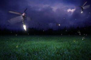 Glowing Kuala Selangor Firefly Tour - The day plan: temple, hill, village, then the mangrove boat