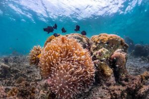 Kota Kinabalu Leisure Scuba Diving Trip (3 Dives) - The Day’s Flow: Three Underwater Sessions in Three Reef Locations
