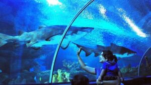 Kuala Lumpur: Aquaria KLCC Entry Ticket - Tickets, timing, and when to go