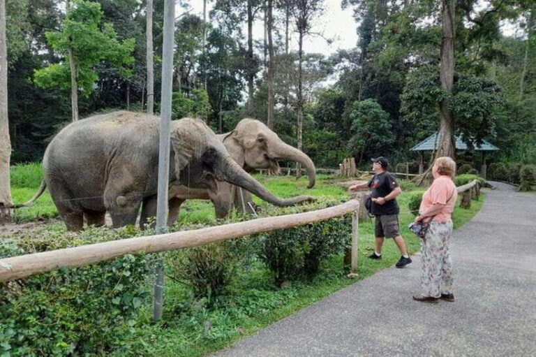Kuala Lumpur: Kuala Gandah and Batu Caves Private Trip - Kuala Gandah Elephant Sanctuary: rescue stories with real purpose