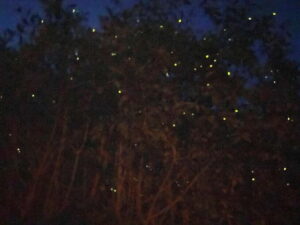 Kuala Lumpur: Kuala Selangor Fireflies and Blue Tears Tour - Kota Melawati: the historic hilltop before the glow