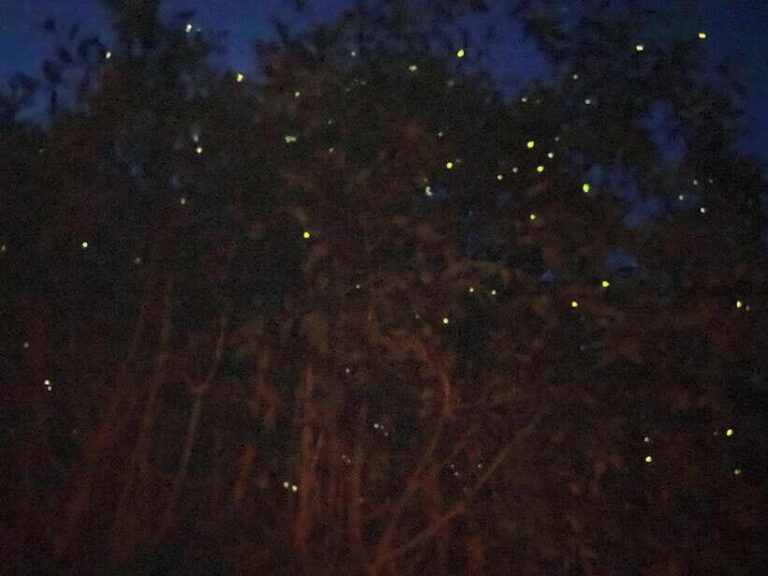 Kuala Lumpur: Kuala Selangor Fireflies and Blue Tears Tour - Kota Melawati: the historic hilltop before the glow