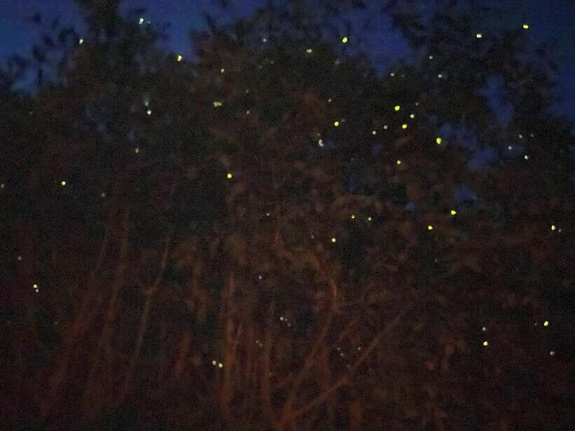 Kuala Lumpur: Kuala Selangor Fireflies and Blue Tears Tour - Kota Melawati: the historic hilltop before the glow