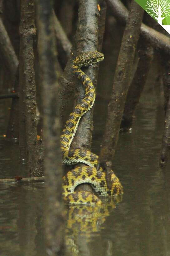 Langkawi: Kilim River Mangrove Safari Kayaking Tour - Small-group flow: how the tour stays manageable