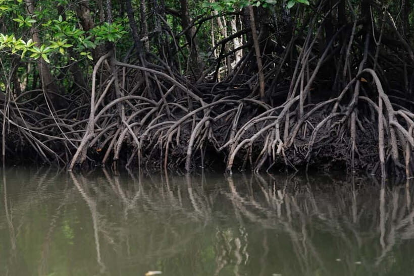 Langkawi Mangrove Group Boat Tour - Kilim Geoforest Park: what the mangrove cruise really feels like
