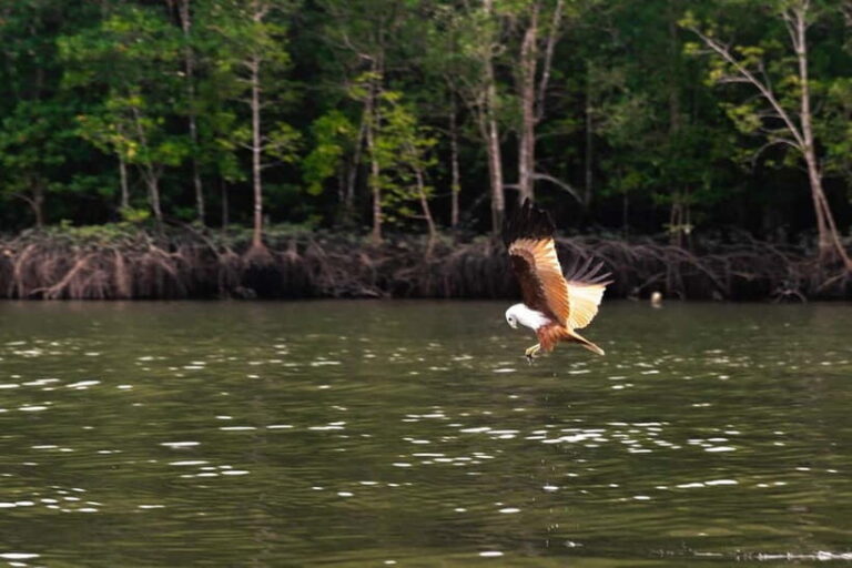 Langkawi Mangrove Group Boat Tour - Wildlife on the water: monkeys, eagles, and the best viewing mindset