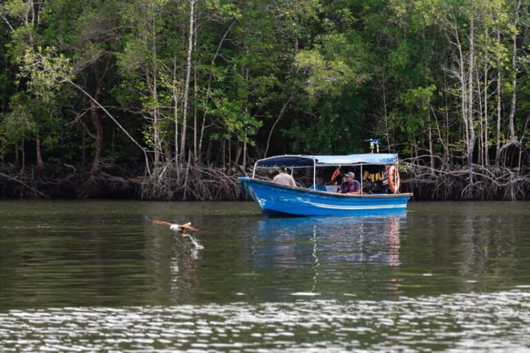 Langkawi: Mangrove River Cruise Sharing 3 Hours - Meeting at AD Mangrove Tour and getting your bearings fast