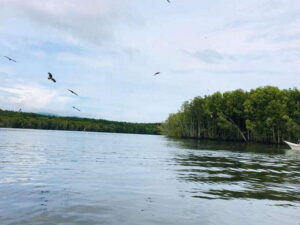 Langkawi: Tanjung Rhu Mangrove Speedboat Tour - The money question: is $21 good value for what you get