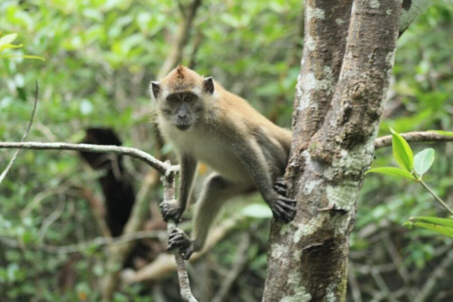 Langkawi: UNESCO Global Geopark Mangrove Cruise - Comfort, Timing, and What 150 Minutes Really Feels Like