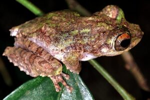 Night Froggy Adventure at Kubah National Park - Pickup from Kuching and the short ride to the rainforest