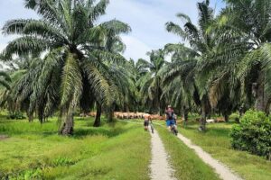Penang Countryside Cycling Tour. PPA2 by Matahari - The kind of cycling route you should expect (easy pace, real rural roads)