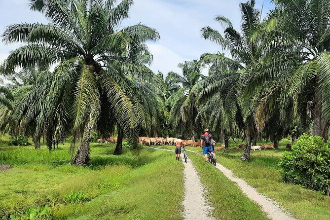 Penang Countryside Cycling Tour. PPA2 by Matahari - The kind of cycling route you should expect (easy pace, real rural roads)