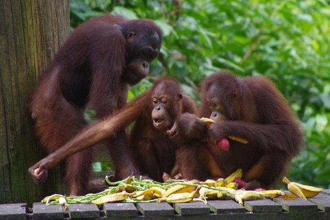 Private Full Day Sepilok Orang Utan, Bornean Sun Bear and Rainforest Discovery Center Tour - Stop 2: Bornean Sun Bear Conservation Centre and the Meaning of Rehabilitation