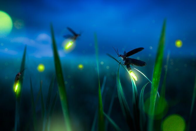 Private Tour: Kuala Selangor Firefly Blinkings including Seafood Dinner - Altingsburg Lighthouse: the short scenic intermission