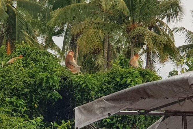 Sky-Mirror Photographing and Proboscis Monkey & Fireflies Watching River-Cruise - Hotel pickup, Jetty high tea, and that first mangrove search