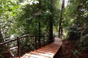 Taman Negara National Park Day Tour (SIC - Join In Tour) - Entering the rainforest: Teresek Hill and what the hike feels like