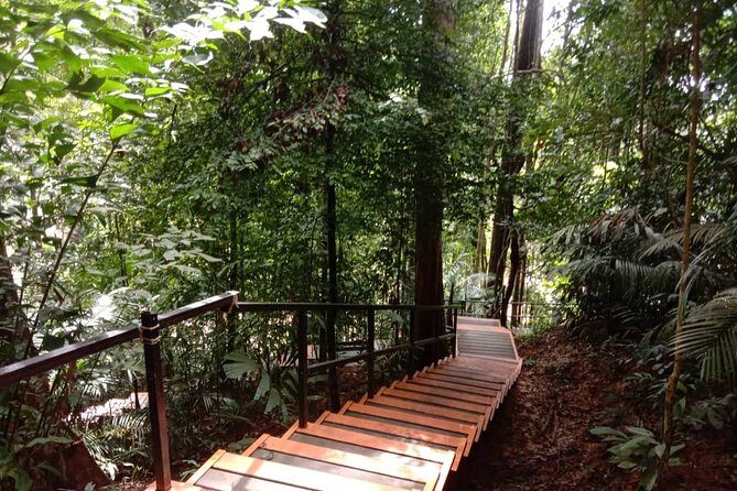 Taman Negara National Park Day Tour (SIC - Join In Tour) - Entering the rainforest: Teresek Hill and what the hike feels like