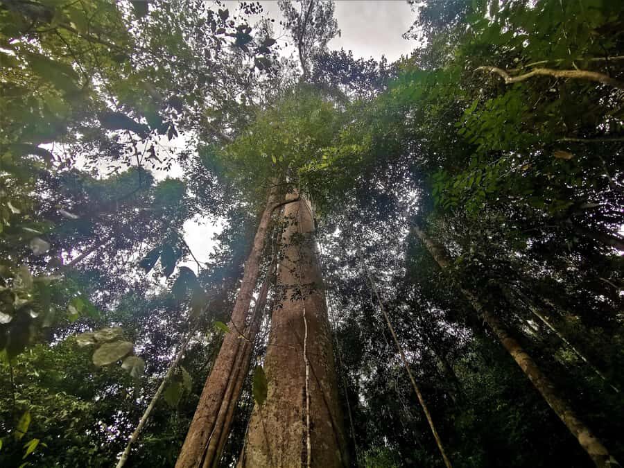 Taman Negara Rainforest Tour with Lata Berkoh Falls - Key things I think you’ll care about