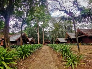 Taman Negara Rainforest Tour with Lata Berkoh Falls - Jungle trek in Taman Negara: what a naturalist guide actually adds