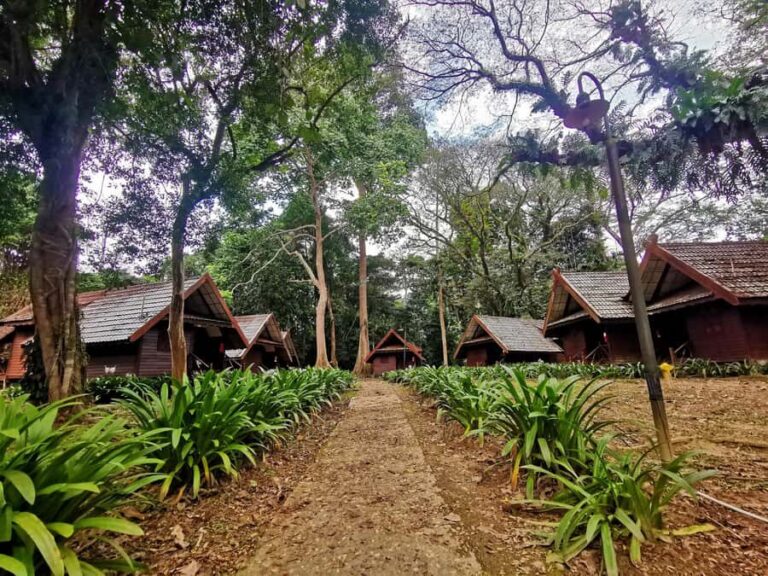 Taman Negara Rainforest Tour with Lata Berkoh Falls - Jungle trek in Taman Negara: what a naturalist guide actually adds