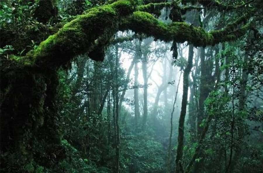 Taman Negara Rainforest Tour with Lata Berkoh Falls - What to bring for a wet, muddy rainforest day